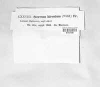 Stereum hirsutum image